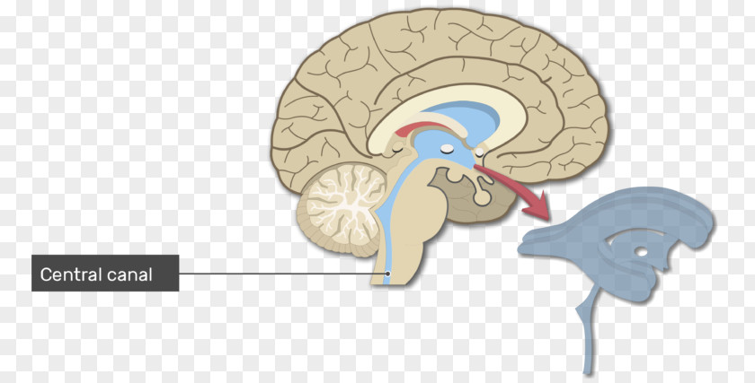 Primary Motor Cortex Ventricular System Human Brain Lateral Ventricles Cerebral Aqueduct PNG