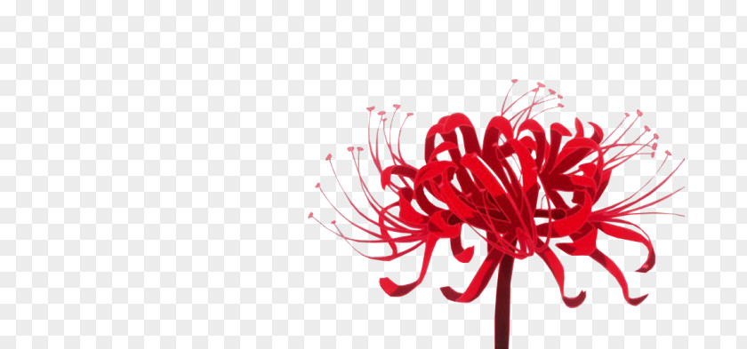 Tokyo Ghoul Red Spider Lily Flower Rat PNG
