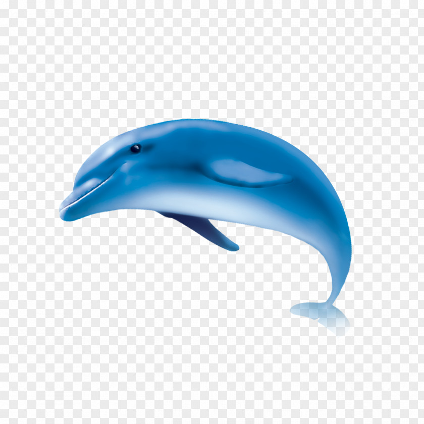 Whale Common Bottlenose Dolphin Wholphin Tucuxi Short-beaked PNG