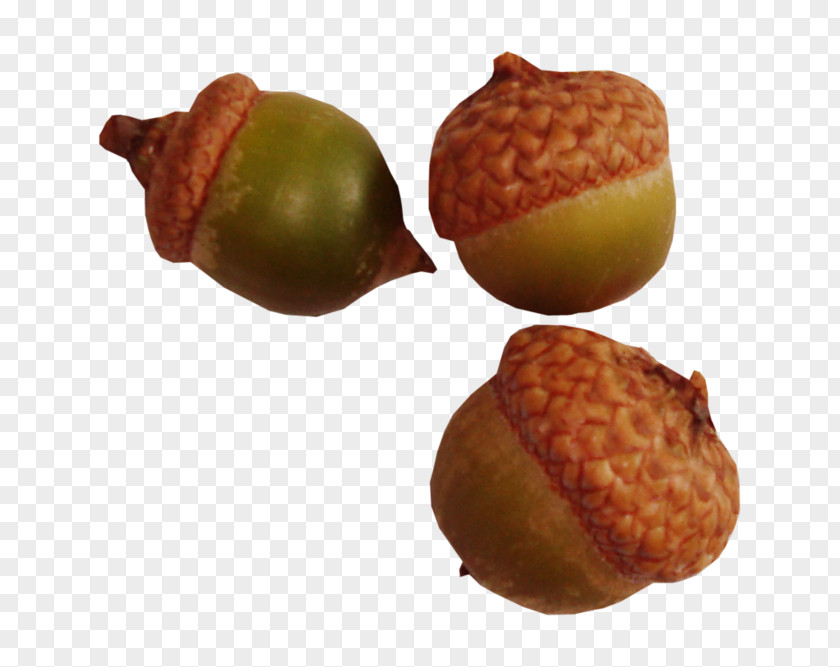 Acorn Oak PNG