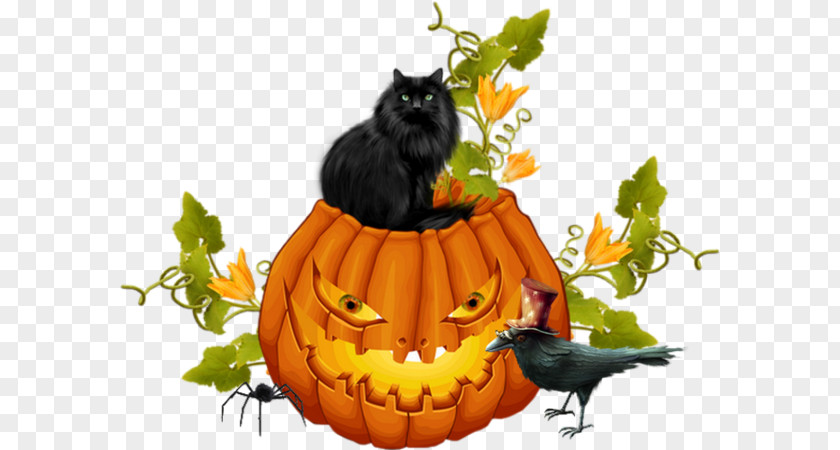 Cat Jack-o'-lantern Whiskers Halloween Winter Squash PNG