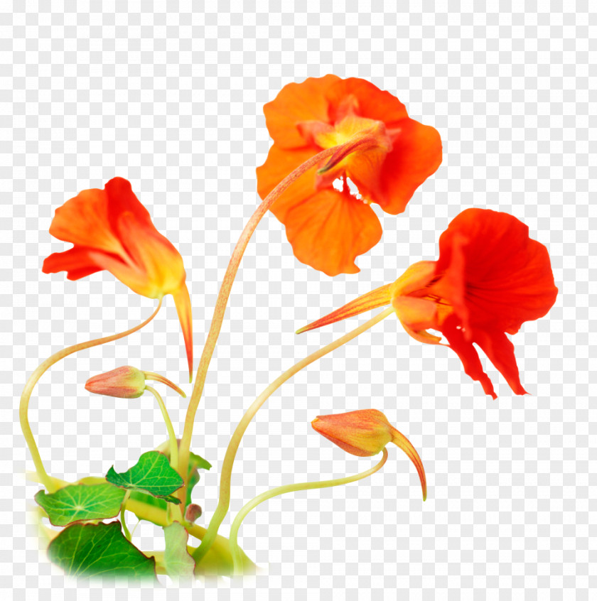 Spring Buds Tropaeolum Majus Garden Seed Flowering Plant PNG