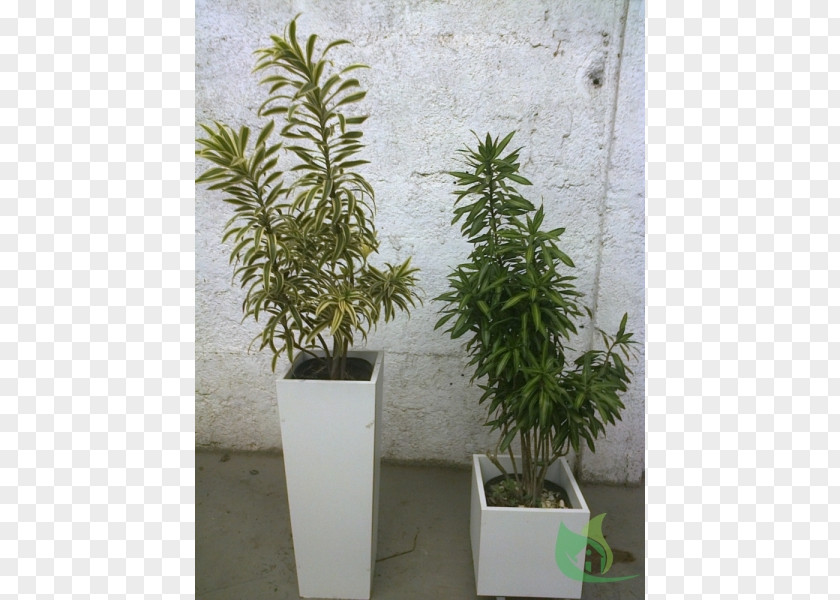 Tree Flowerpot Houseplant Shrub Herb PNG