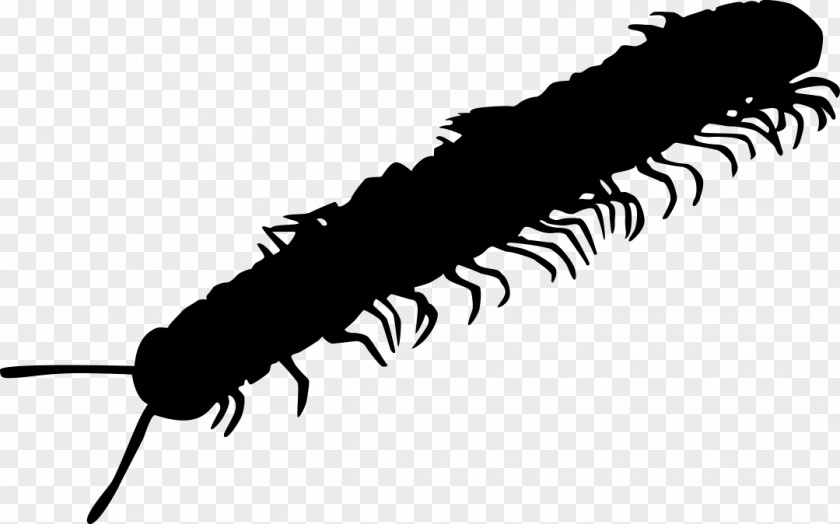 Caterpillar Millipedes Pest Cockroach Centipedes PNG