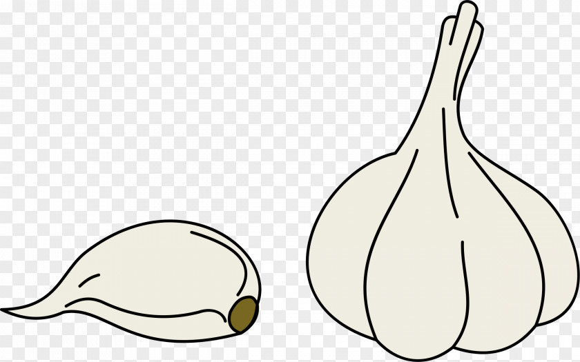 Garlic Food Clip Art PNG