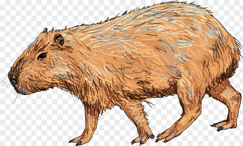 Largest Capybara Vector Graphics Royalty-free Illustration Image PNG