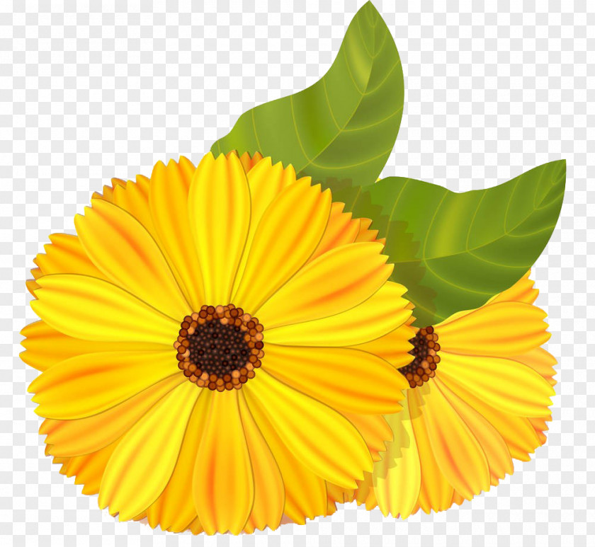 Marigold Illustrator HD Picture Mexican Flower Stock Illustration Calendula Officinalis PNG