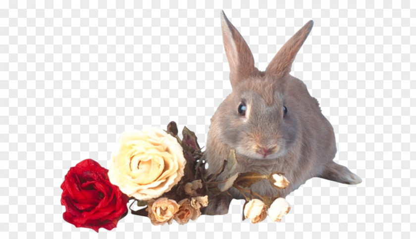 Rabbit And Rose's Story Domestic Hare PNG