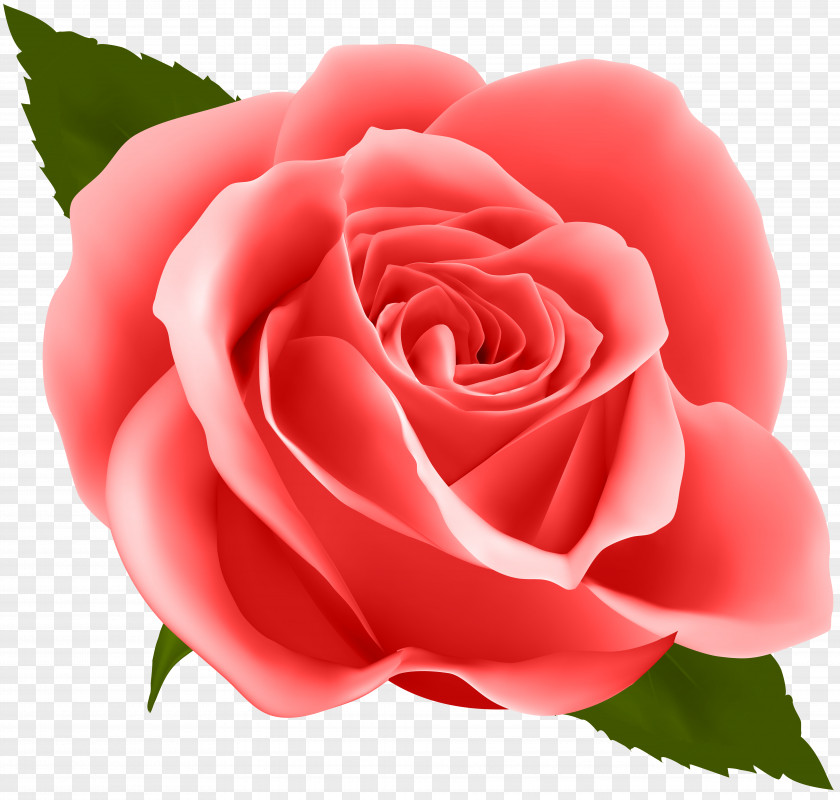 Red Rose Clip Art Image Flower PNG