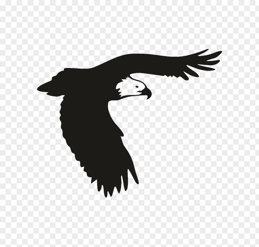 Bird Bald Eagle Of Prey Window PNG