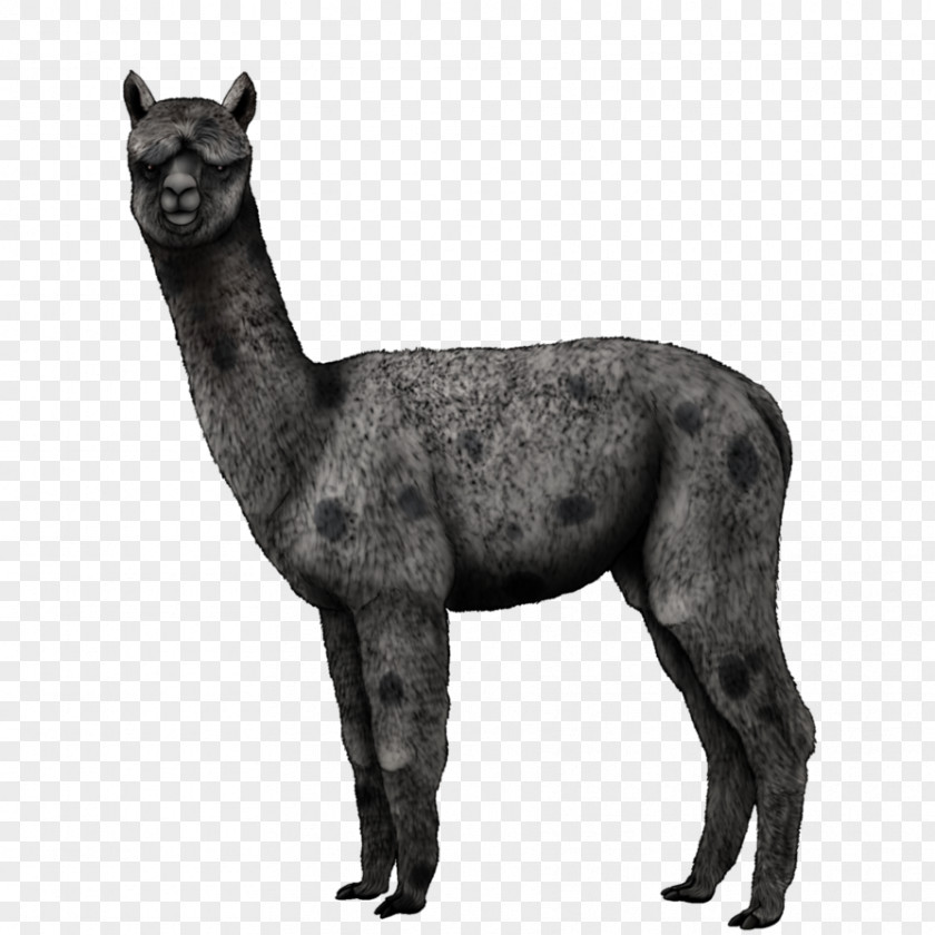 Dog Alpaca Llama Horse Art PNG