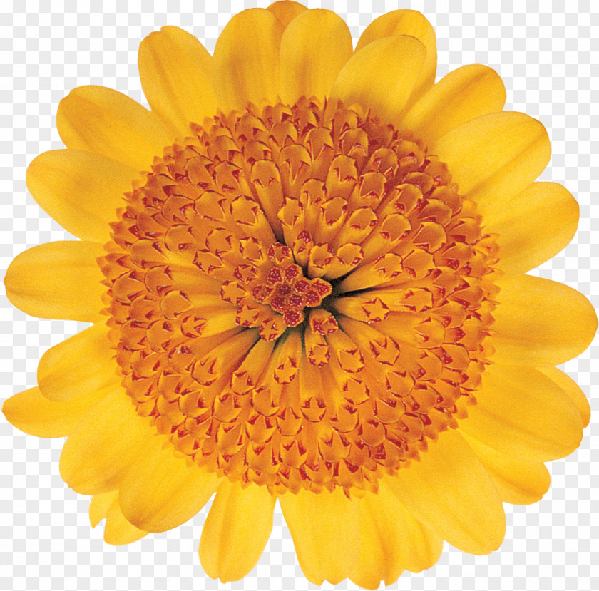 Flower Transvaal Daisy Cut Flowers Floristry Chrysanthemum PNG