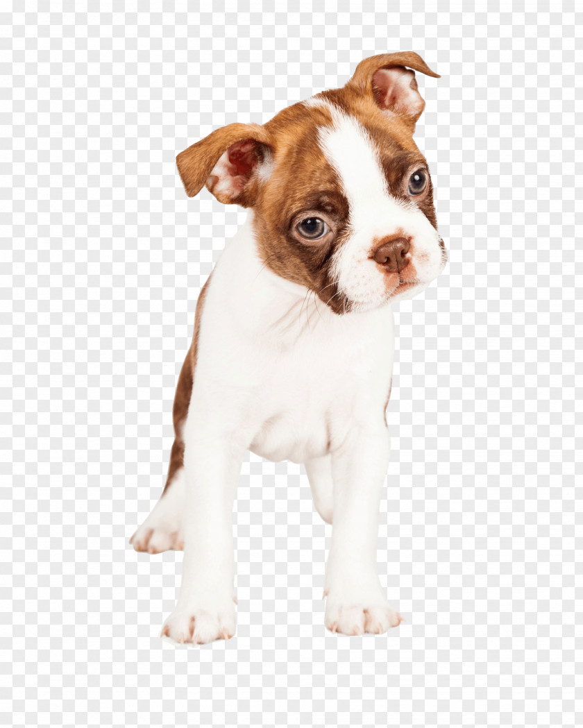 Puppy Boston Terrier Dog Breed German Shepherd Companion PNG