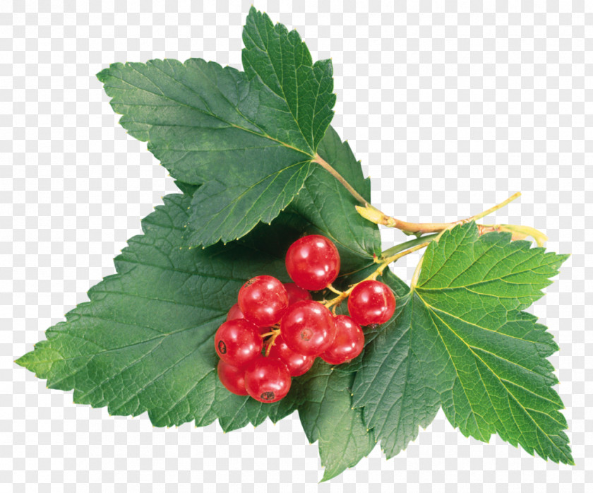 Redcurrant Berry Auglis Fruit PNG