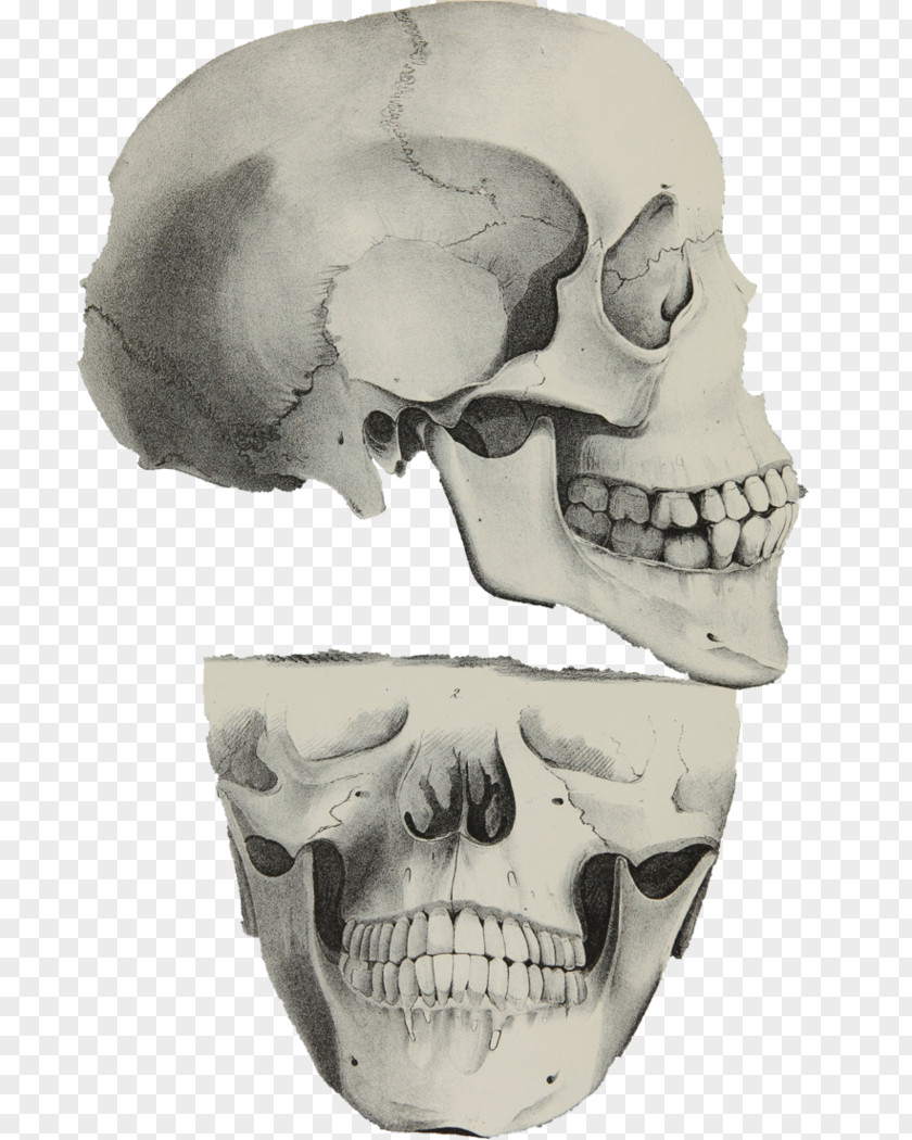 Skull Skeleton Jaw PNG