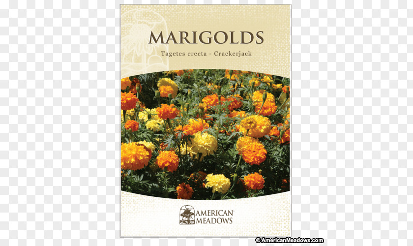 Flower Mexican Marigold Marigolds Seed Desert PNG