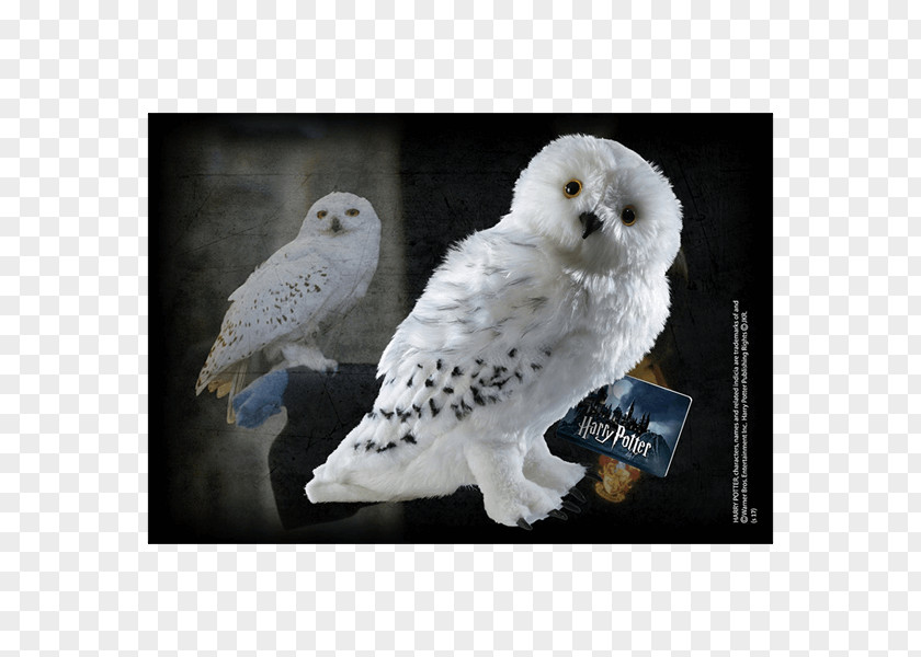 Harry Potter Owl Hedwig Rubeus Hagrid Crookshanks Fictional Universe Of Hermione Granger PNG