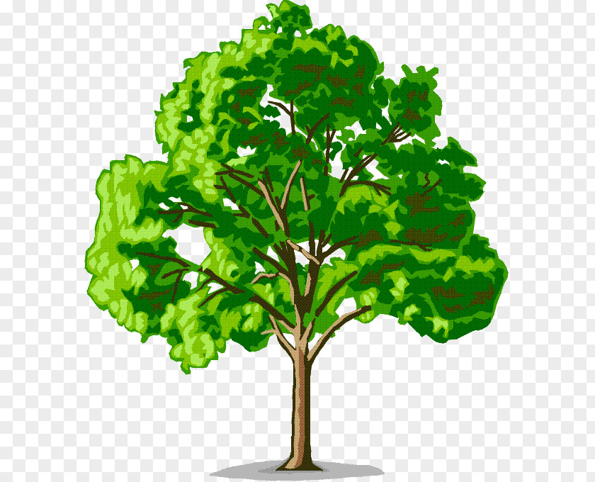 Tree American Elm Cedar Clip Art PNG