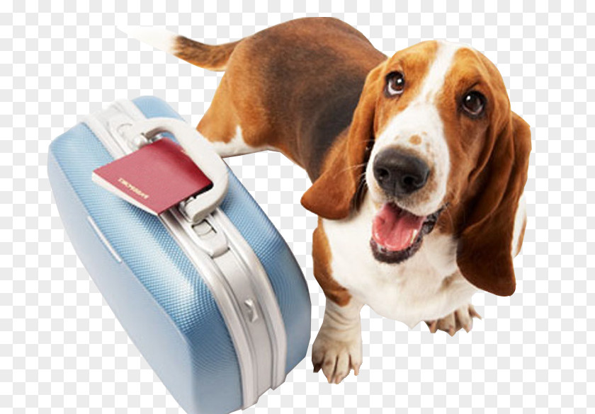 Dog Cat Pet Travel Veterinarian PNG