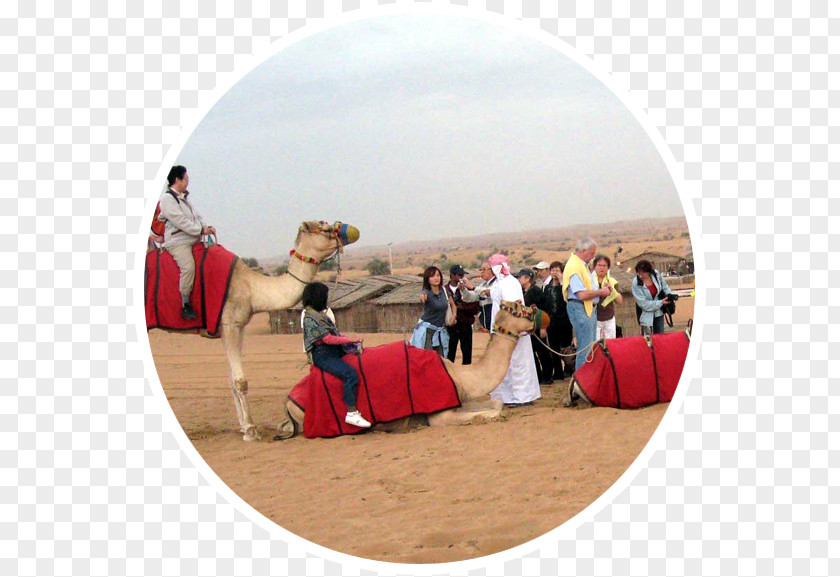 Dubai Desert Camel Safari Landscape Evening PNG