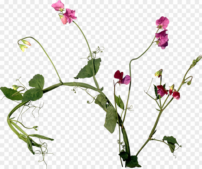 Flayer Cut Flowers Plant Stem Sweet Pea PNG