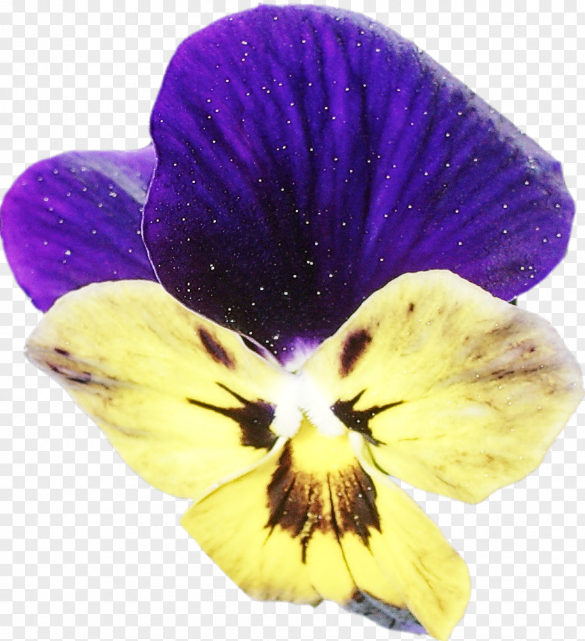 Flower Violet Petal Purple Plant PNG