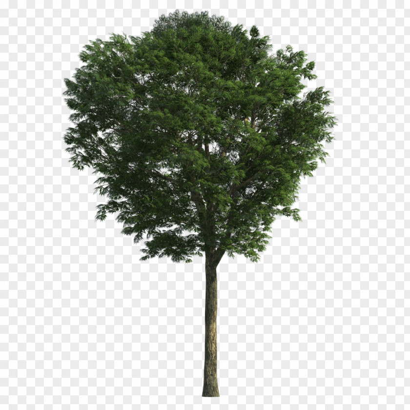 Tree 3D Modeling Ash Computer Graphics Weeping Fig PNG