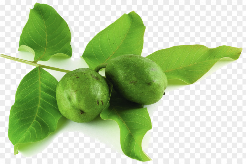 Tree Citrus Natural Foods Leaf PNG