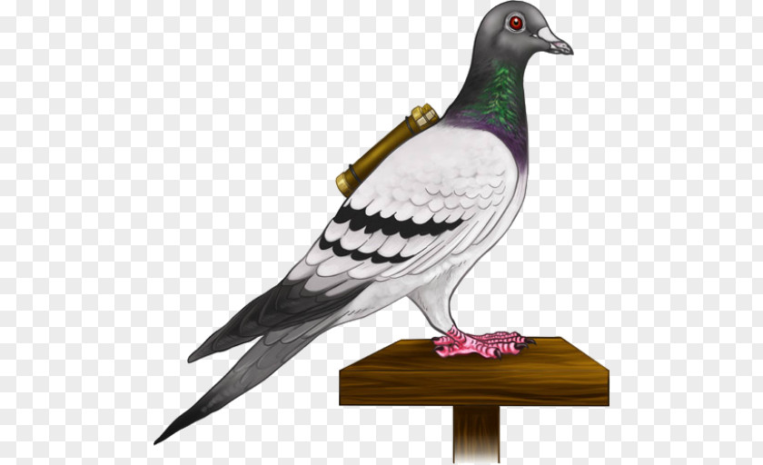 Bird Homing Pigeon English Carrier Columbidae Fantail PNG