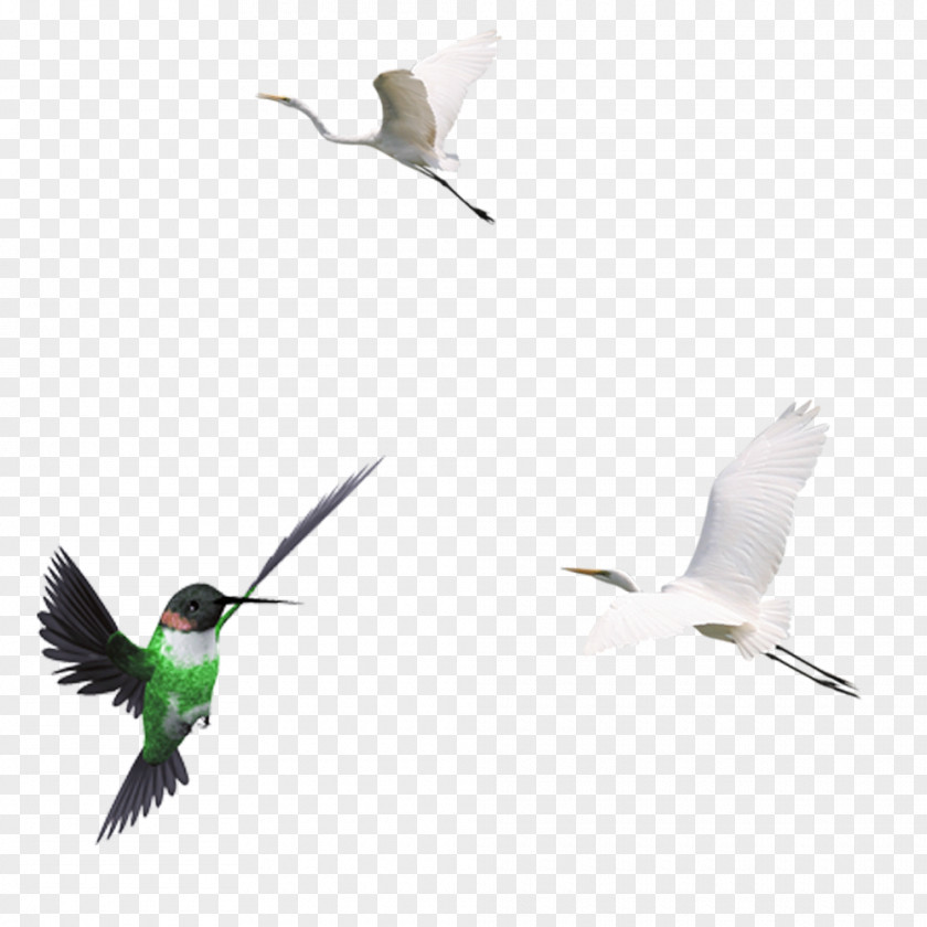 Crane And Black Birds Animal Hummingbird PNG