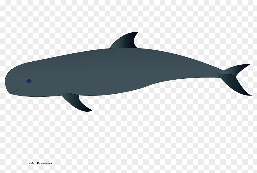 Holiday Dolphin Cliparts Common Bottlenose Tucuxi Baby Whale Clip Art PNG