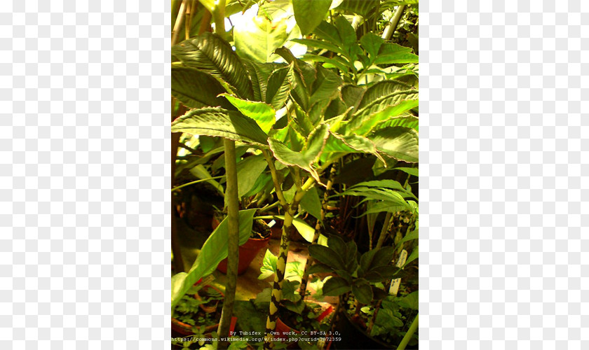 Plant Amorphophallus Bulbifer Konjac Leaf PNG