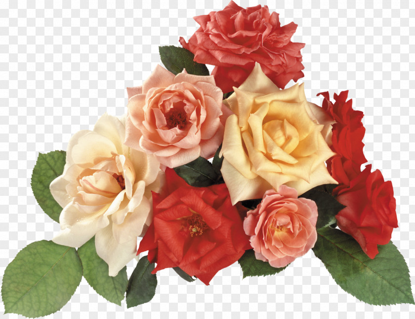 Rose Desktop Wallpaper Garden Roses Flower Clip Art PNG