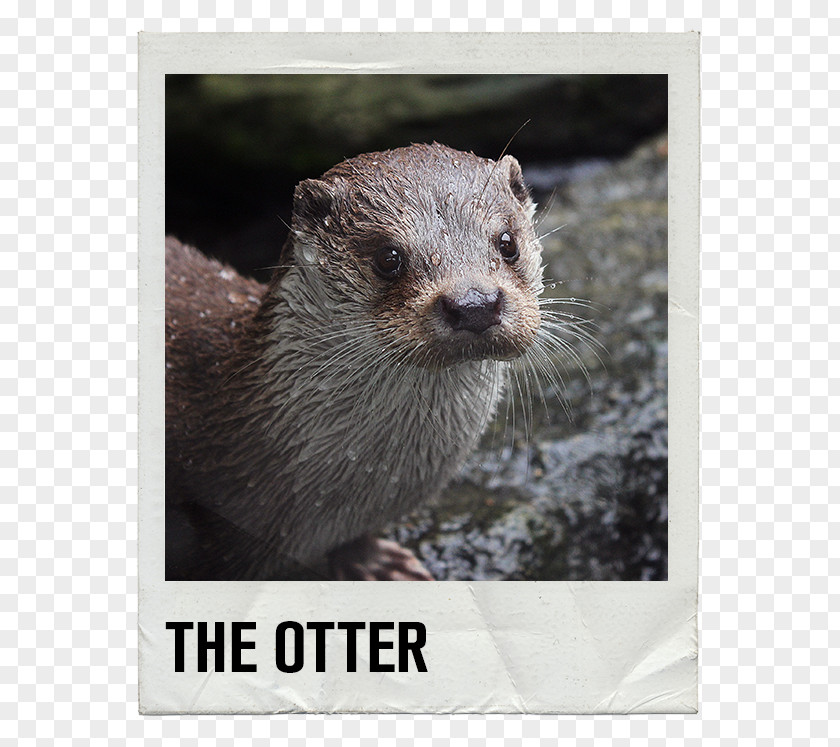 Otter Sea North American River Eurasian Asian Small-clawed Giant PNG