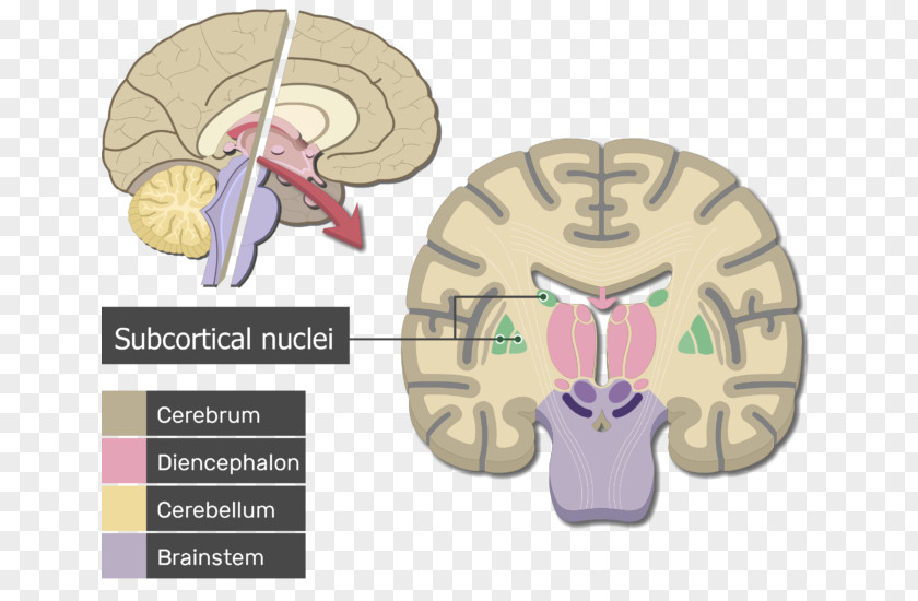 Brain Human Cerebrum Cerebral Cortex Anatomy PNG