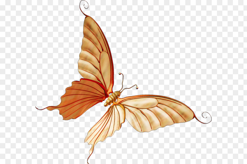Butterfly Crafts Monarch Moth PNG