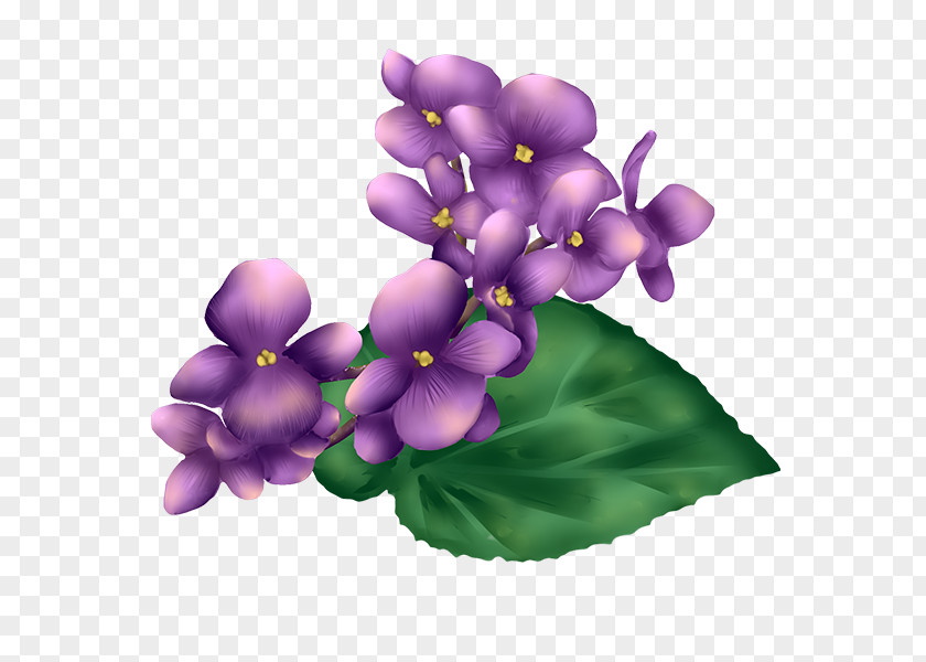 Chickadee Violet Petal Herbaceous Plant PNG