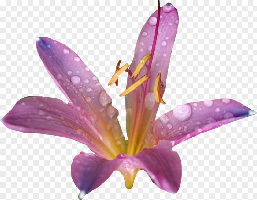 Lily Download PNG