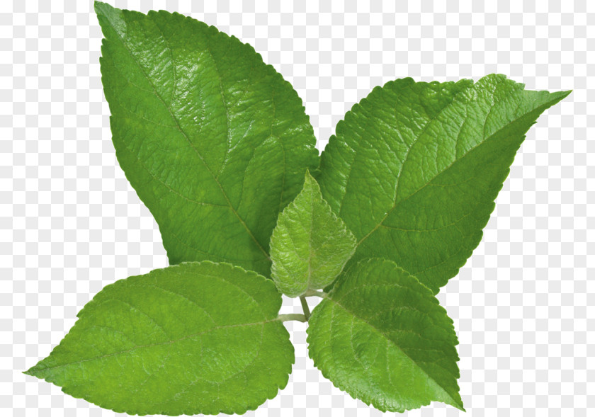 Chewing Gum Peppermint Herbalism Food PNG