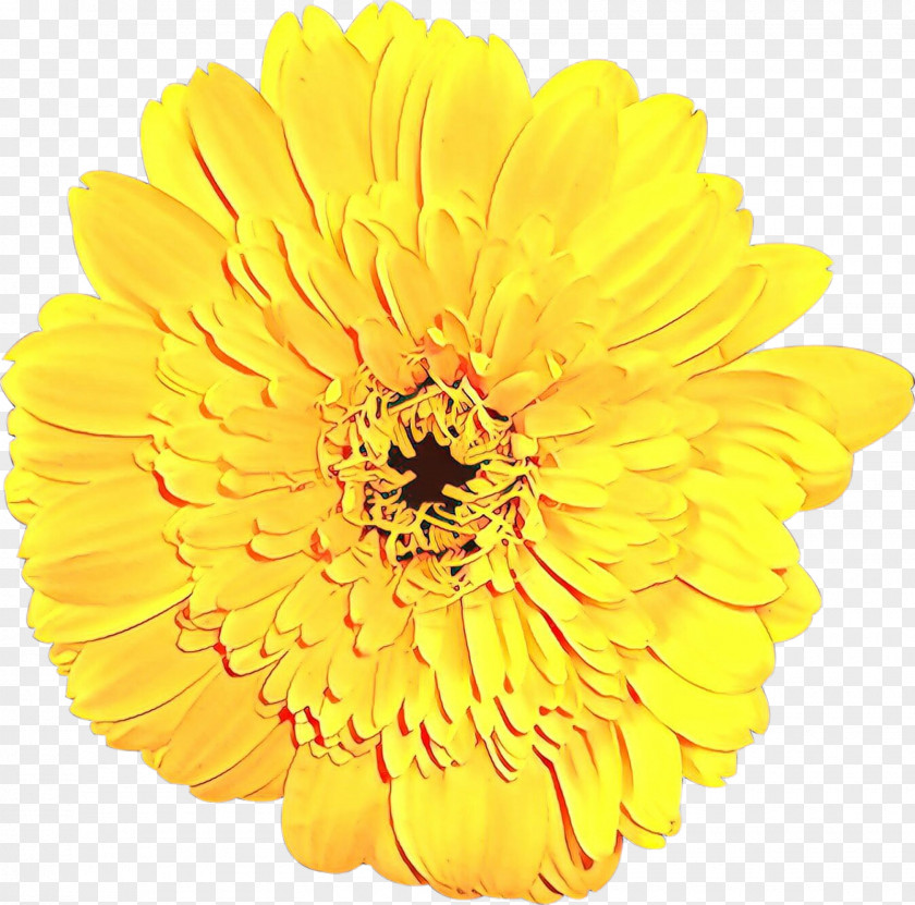 Cut Flowers Plant Flower Yellow Gerbera Petal English Marigold PNG