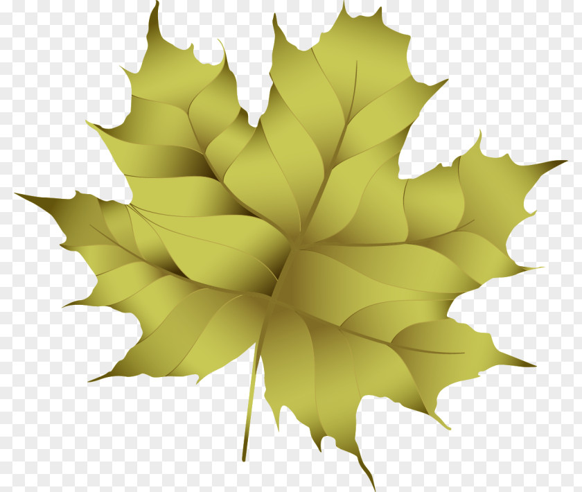 Design Maple Leaf PNG