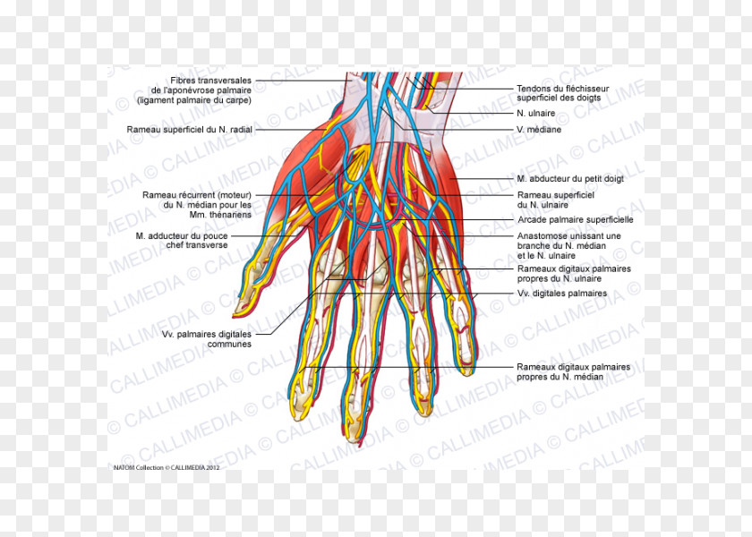 Hand Nerve Blood Vessel Muscles Of The Adductor Pollicis Muscle PNG
