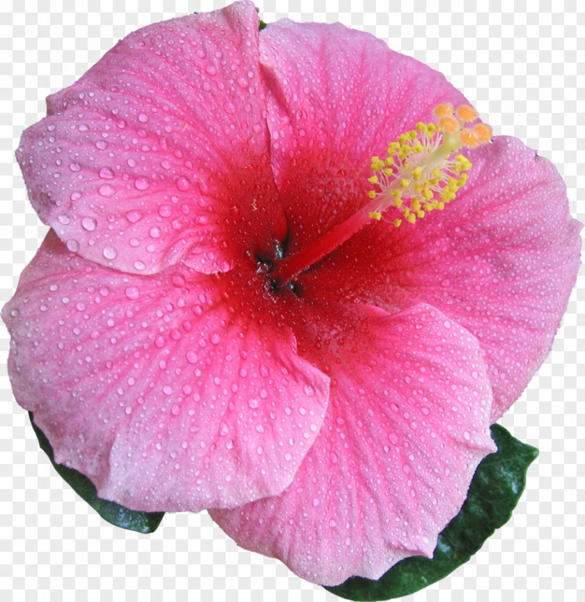 Hibiscus Shoeblackplant Moscheutos Flower Mutabilis Mallows PNG