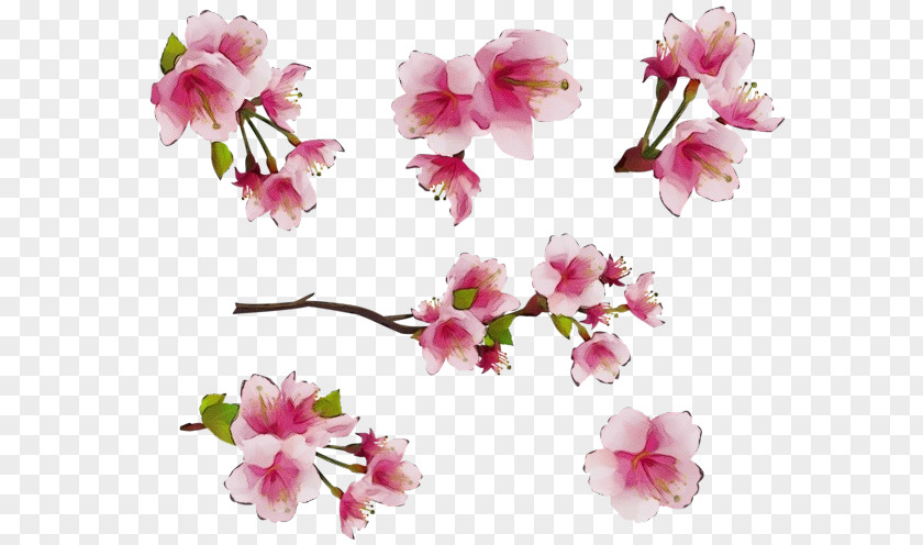 Prunus Twig Watercolor Pink Flowers PNG
