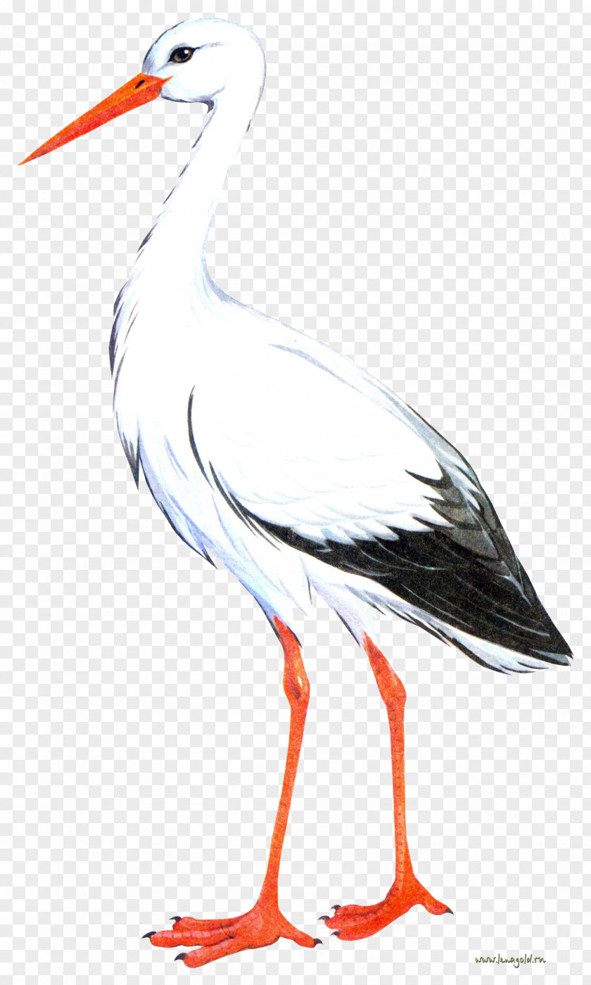 Stork White Bird Crane PNG