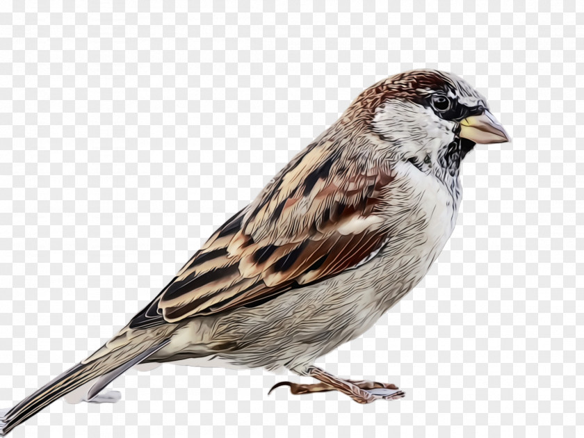 Swamp Sparrow Songbird Bird House Beak Chipping PNG