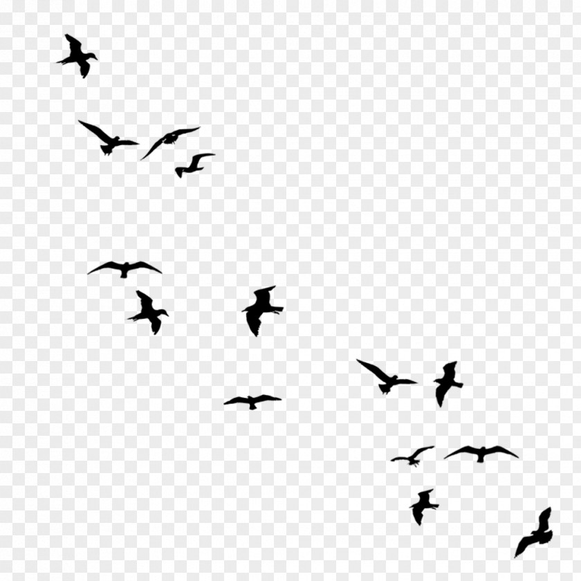 Birds Flying Flock Bird Flight Silhouette Drawing PNG