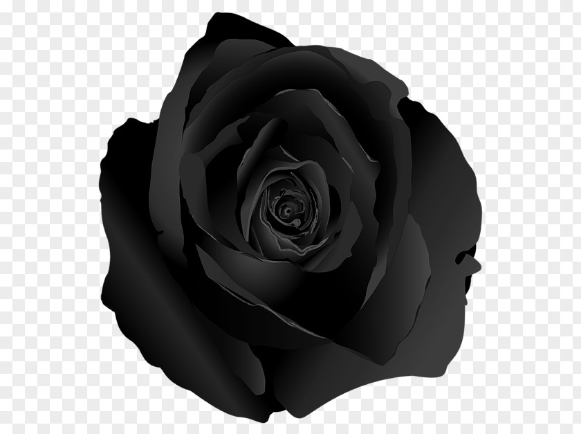 Black Nose Garden Roses Curtain Rose White PNG