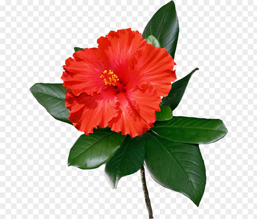 Hawaii Flower Shoeblackplant Common Hibiscus Clip Art PNG