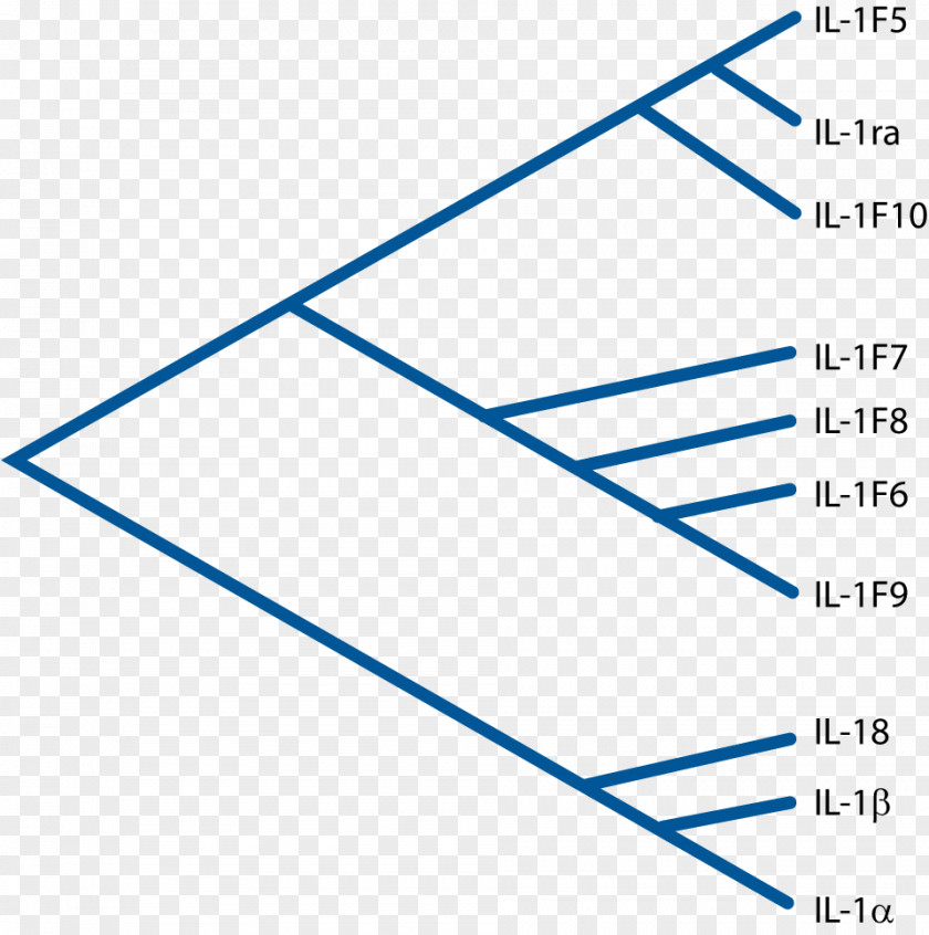 Interleukin-1 Family IL1B Receptor Interleukin 18 PNG